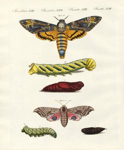 Butterflies - Twilight Butterflies